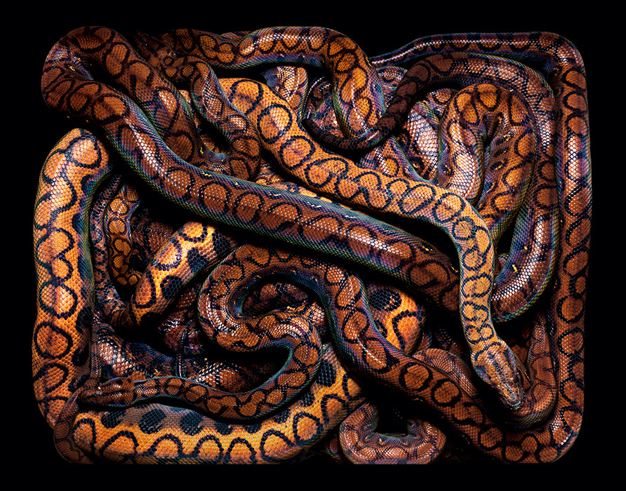 personsuit:   grace-from-dogville:  &ldquo;Serpens&rdquo; by Guido Mocafico