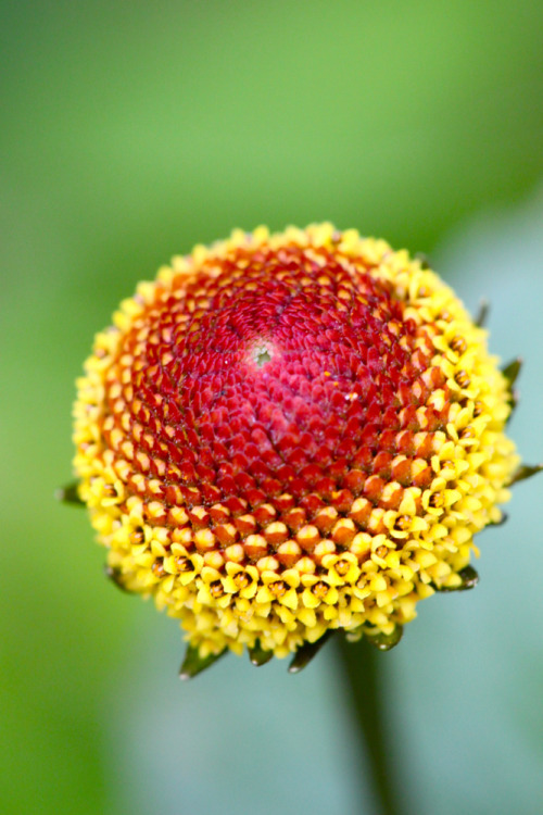 spilanthes