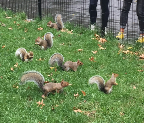 These hungry squirrels remind me of this sweet little set of six.