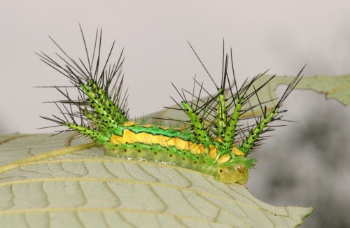 Stinging Nettle Slug Caterpillar (Cup Moth, Limacodidae)