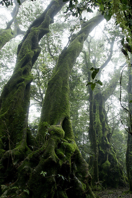 opticallyaroused:  Outrageously Beautiful Trees