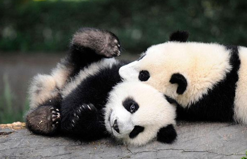Cute Animal Pictures