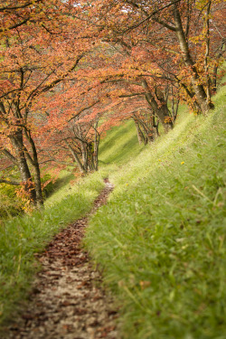 noizzex:  Herbstbäume Allee Rosengarten