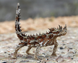 reptiglo:  Thorny Devil lizard - Moloch Horridus