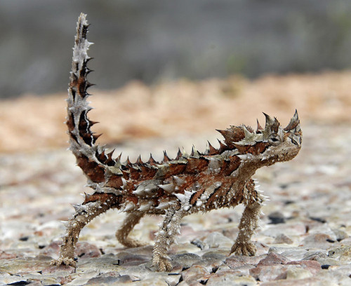 reptiglo:  Thorny Devil lizard - Moloch Horridus adult photos