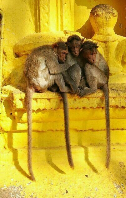 expecttheunexpectedtoday:~ Temple Monkeys on yellow edifice / Shivaganga Temple of