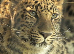 sdzoo:  Good ‪news this Caturday: The world’s most endangered cat, the Amur leopard, once numbering  just 30-40 in the wild, has reached at least 65 individuals. Details here. 