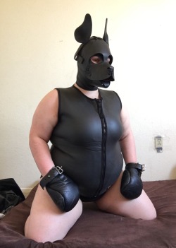 cookiethepup:  zoefreshcut:  pupeko:  cookiethepup:  I love my new neoprene vest, it feels and smells amazing.  Wow!!! That looks great, Pup! 😻💕  Lovin this, the vest looks good for rollin around in ^..^   Thank you!  And it definitely is. *wags*