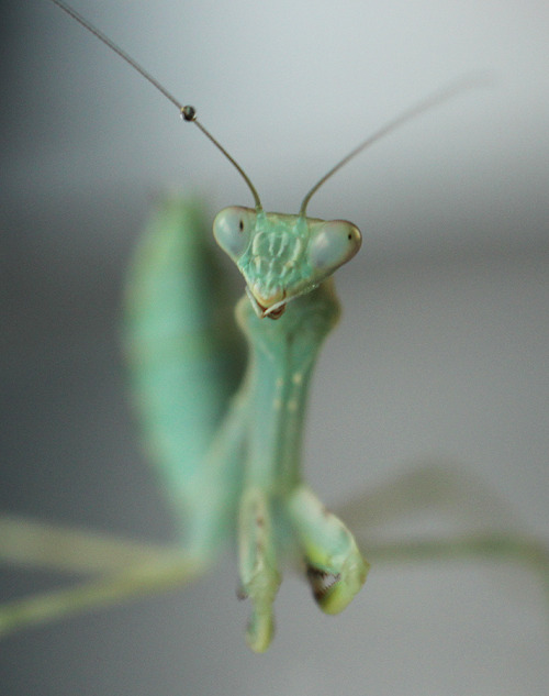 New mantids! Had a great visit to Germany last weekend, picked up some babies from the Terraristika 