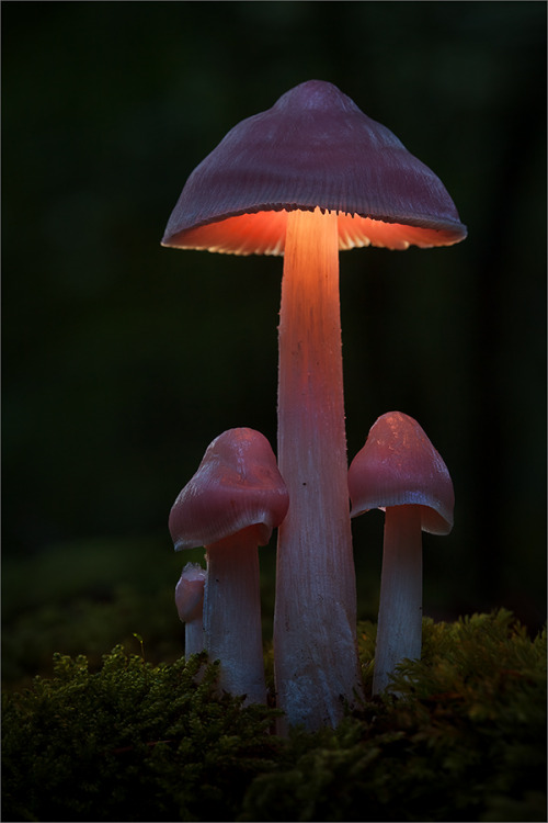 quiet-nymph: Illuminated Fungi Photography by Moonshroom