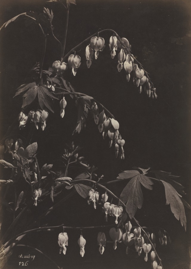 Charles Aubry - Floral Still Life (Bleeding Hearts), c.1865 also