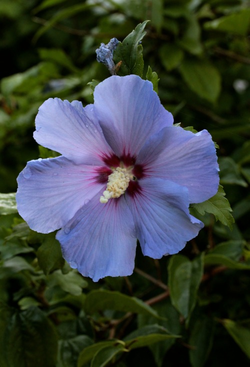 greenreblooming:plants for florescence_late summer flowers: Hibiscus syriacus *photo 09 august 2015