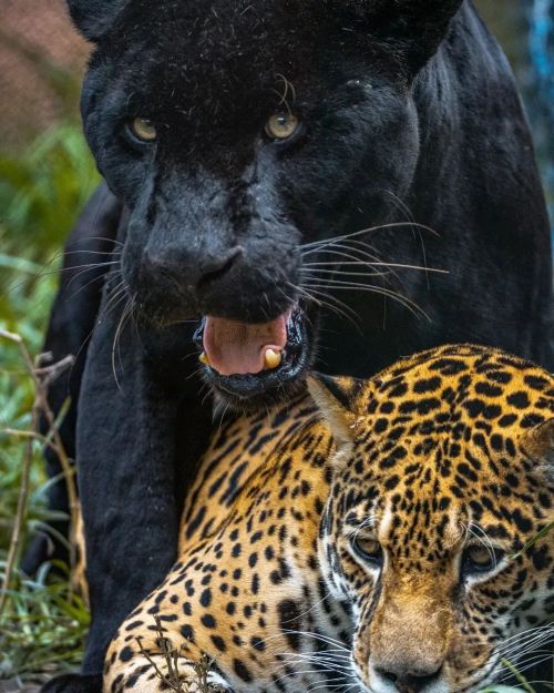 Photo by @lucas.l8photos Black Panther & leopard couple spotted. #wild #nature #mating #wildlife