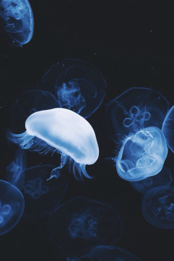captvinvanity:  Jellyfish dance | Photographer | CV  