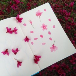 christinewatercolorpainting:  sakura flowers