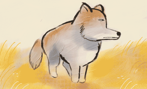 everydaylouie:tibetan sand fox