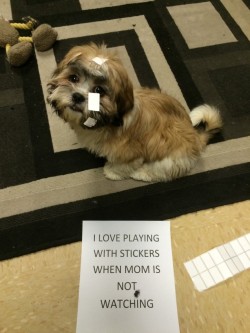 dogshaming:  Sticky Situation  When mom is not looking I try to help with the stickers.