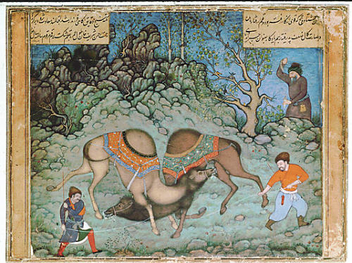 mughalshit:  Two Camels Fighting by ‘Abd al-Samad Indian, Mughal, circa 1590 (court at Fatehpu