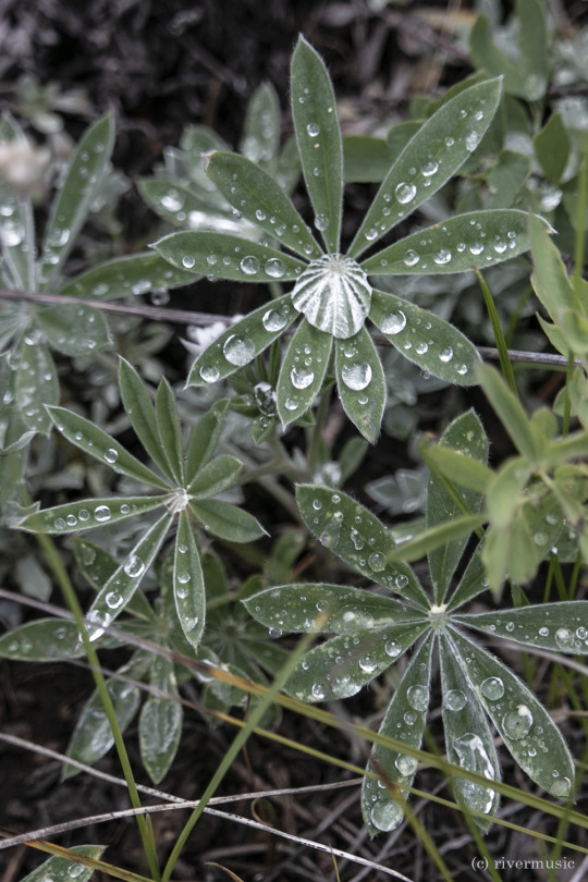 Leaves of Silvery Lupine catch the incoming rain: (c) riverwindphotography, June, 2020