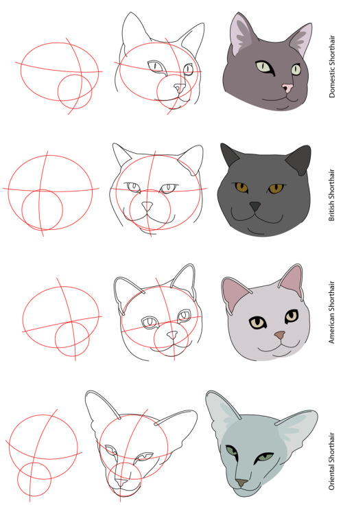 amorpha-system:  anatomicalart:  fucktonofanatomyreferences:  A wicked fuck-ton of feline anatomy references.  1 2 3 4 5 6 7 8 9 10  Really really useful for anyone who wants to draw cats!