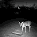 lemon&ndash;berry:thatsoup:deerstar4:deerstar4:They call me pillsbury the way