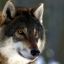 the-electric-wolf