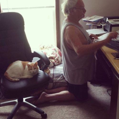 pleatedjeans:  Cat Owners Will Understand (21 Pics)