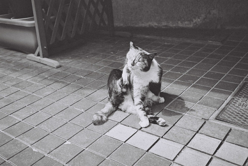 dreams-of-japan:  street cats by Shoji Kawabata. a.k.a. strange_ojisan on Flickr.