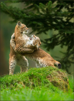 beautiful-wildlife:  Wrestling by Barbara