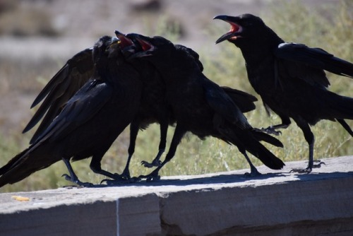 laurlaurrdraws:I fucking LOVE Ravens. Met this little family in Arizona Petrified Forest. Pics by my