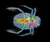 Ventral view of an immature water boatman by Anne Algar