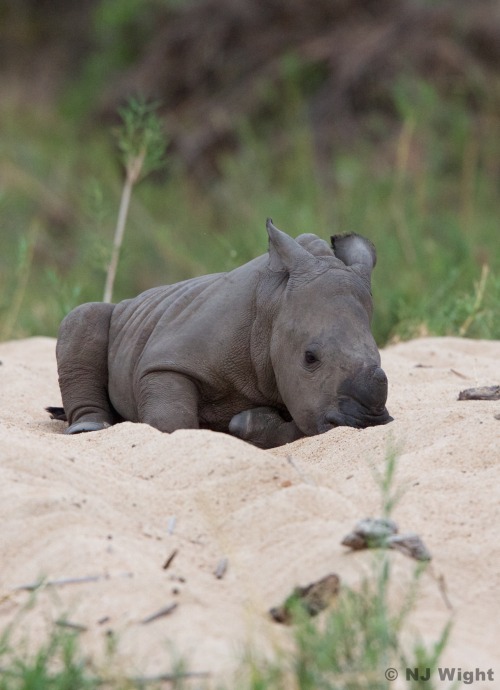 njwight:  Sleepy time for Little Shrek. 