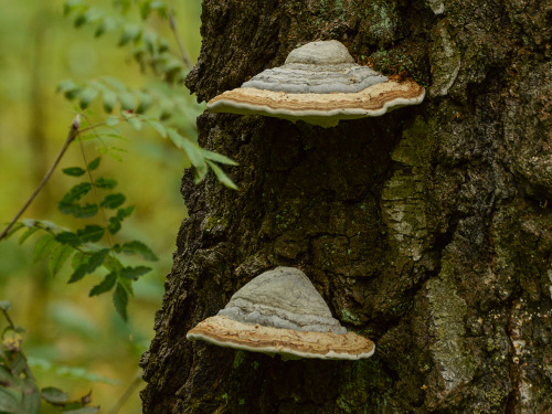 Some type of polypore growing on trees