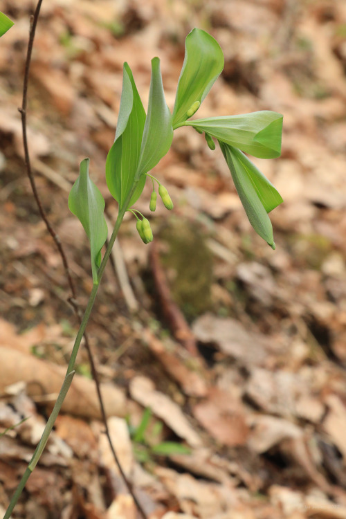 Early May in an Appalachian forest.From top: sweet white violet (Viola blanda); long-spurred violet 