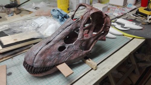 Avy, juvenile Diplodocus skull