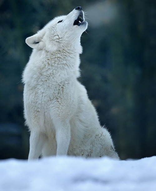 Tundra Wolf Howling l Christian Riese