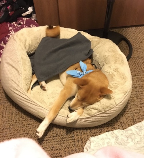 nuggetshiba:Rough day