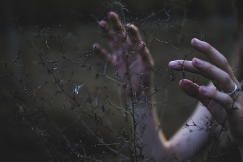 melisica:  (by Bianca Serena Truzzi) 