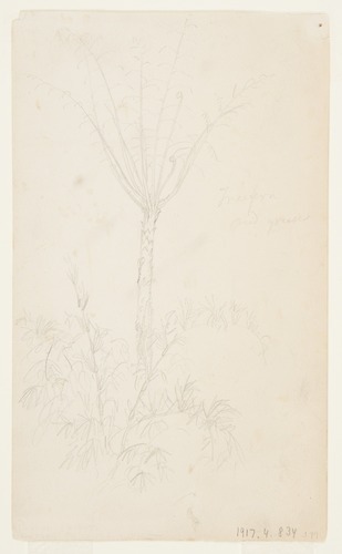 Botanical Studies of Tree, Frederic Edwin Church, May–June 1857, Smithsonian: Cooper Hewitt, Smithso