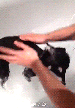 nananarry:  Liam and Dani giving Loki his first bath - 29/03 
