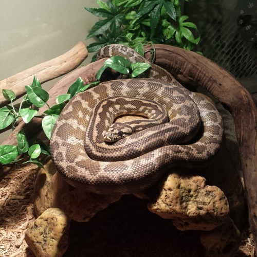 #carpetpython #snakesofinstagram #reptilesofinstagram #reptileroom #nihlus #masseffect #nofilter