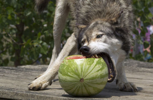 xsybilx:gamzeemakara:an exciting trilogy of wolves eating watermelonawwww omg its so adorable I