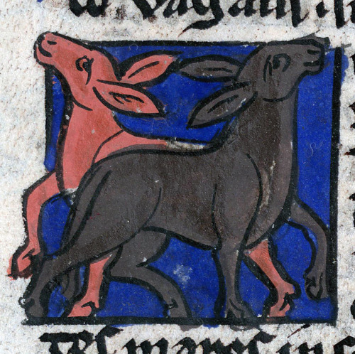 wild donkeysbestiary, France ca. 1230-1260Valenciennes, Bibliothèque municipale, ms. 101, fol