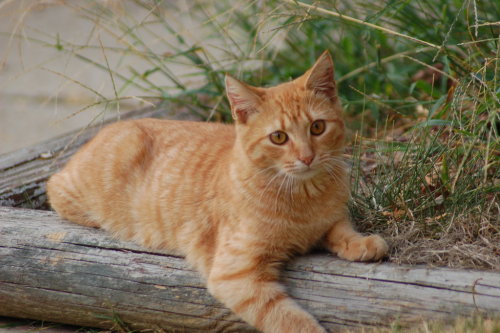 cybergata:  Maybe I’d Take a Cat Nap by Artist-Who-Draws 