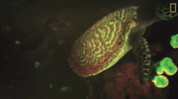 dodosite:  Scientists Are Adorably Excited To Discover Glowing Turtle “We found a biofluorescent turtle!”: Marine biologists couldn’t contain their excitement when they discovered the world’s first glowing sea turtle. 