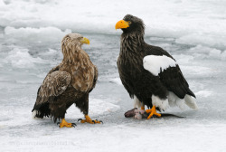 kohalmitamas:  Large!……. Larger!! by Harry-Eggens