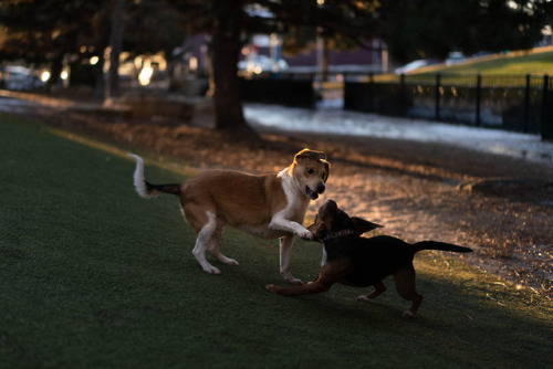 Loring Dog Park Zoomies