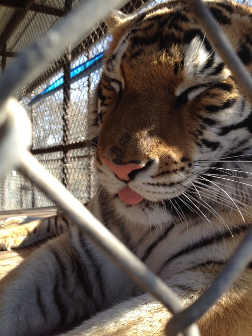 ittybittyrecluse: lamppu: cornerof5thandvermouth: srafandseedpods: Pretty kitty. TIGERS DO THE STUPI