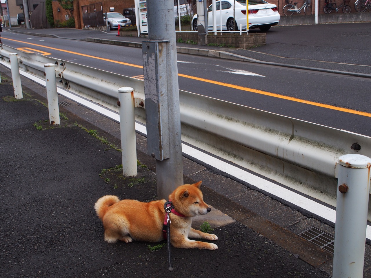 shibainu-komugi:  今日の柴犬の小麦さん #shiba #dog #komugi #shibe #doge
