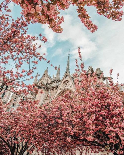 florealegiardini: Cathédrale Notre-Dame de Paris, Paris France ~ Victoria Chmel